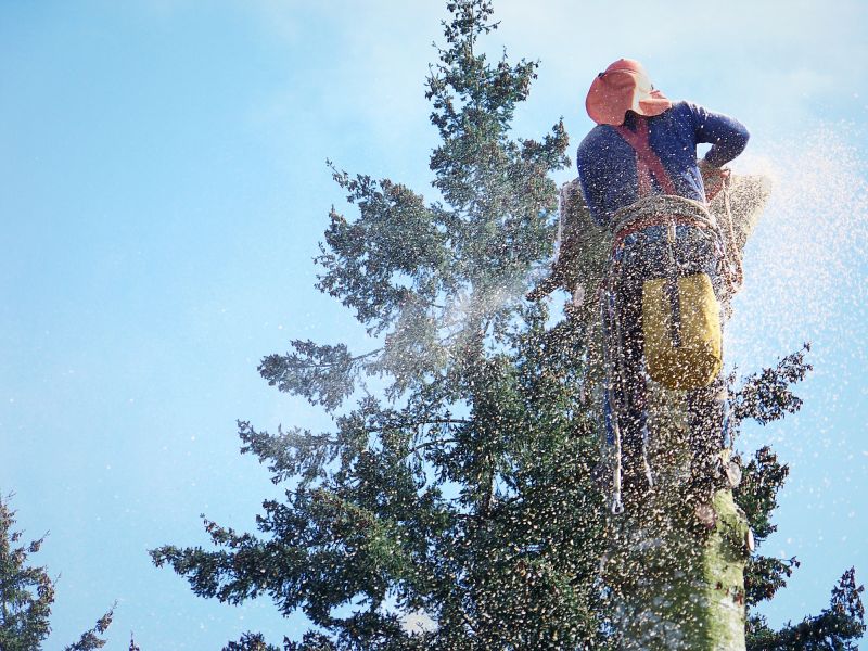Spruce Tree Removal in Reno, NV