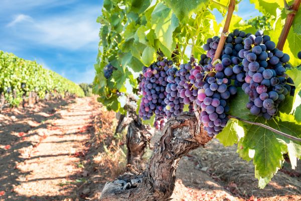 Grapevine Pruning