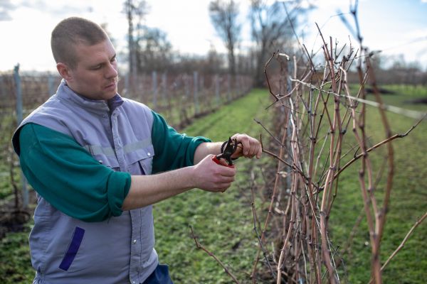 Vines Trimming