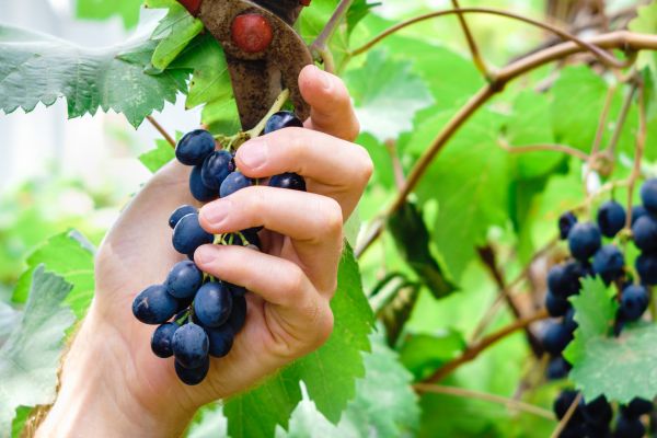 Vineyard Pruning - Vineyard Pruning Danville, California