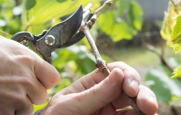 Grapevine Trimming