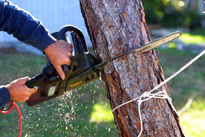 Birch Tree Removal in Allentown, PA