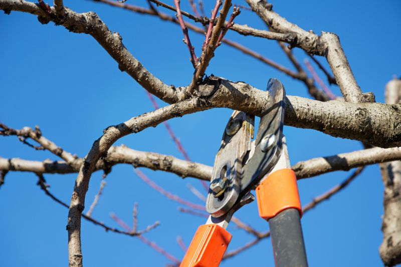 Bradford Pear Tree Pruning in Doylestown, PA