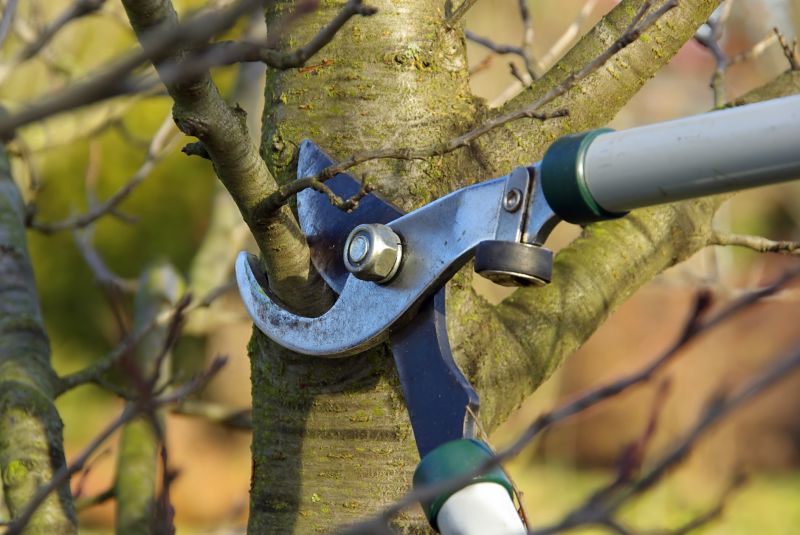 Cedar Tree Pruning in Allentown, PA