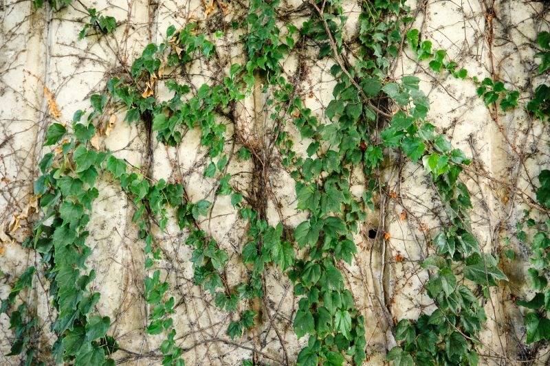 Vine Age and Condition