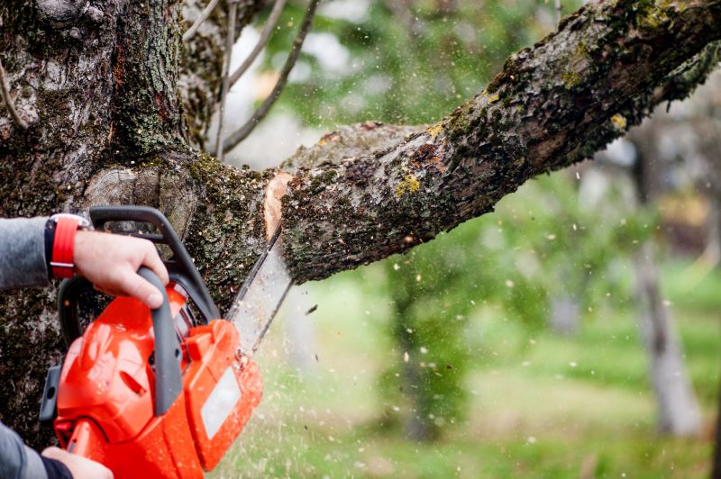 Cypress Tree Removal in Reno, NV