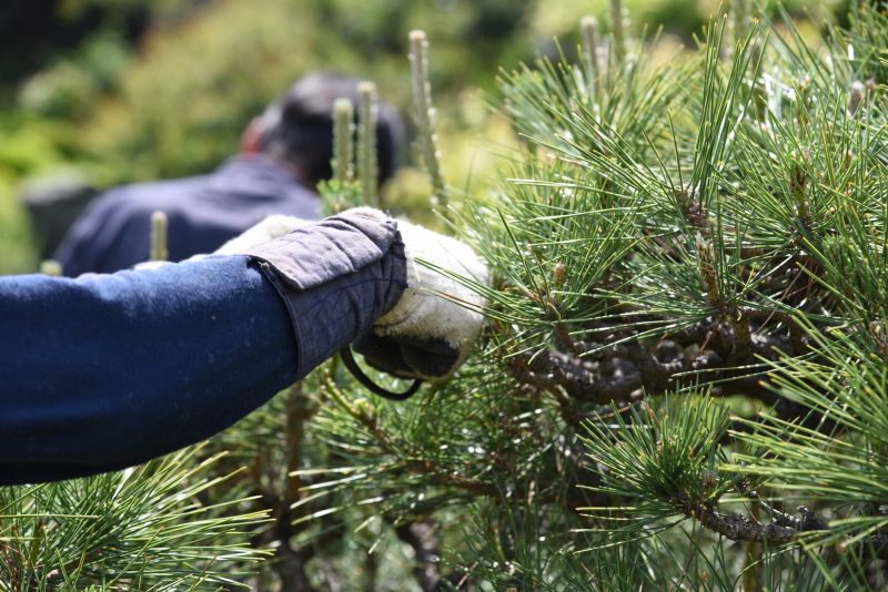 Cypress Tree Trimming in San Jose, CA