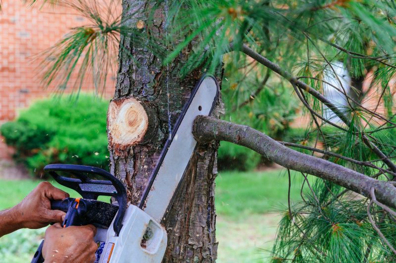 Dead Branch Removal in Pottstown, PA