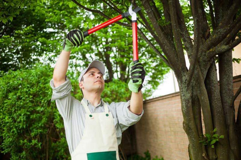 Deadwood Removal in Pottstown, PA