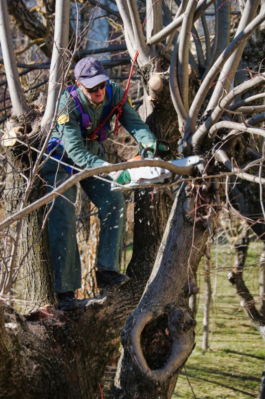Limb Pruning in Doylestown, PA