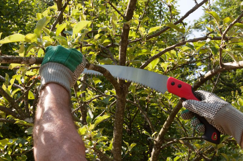 Magnolia Tree Pruning in San Jose, CA