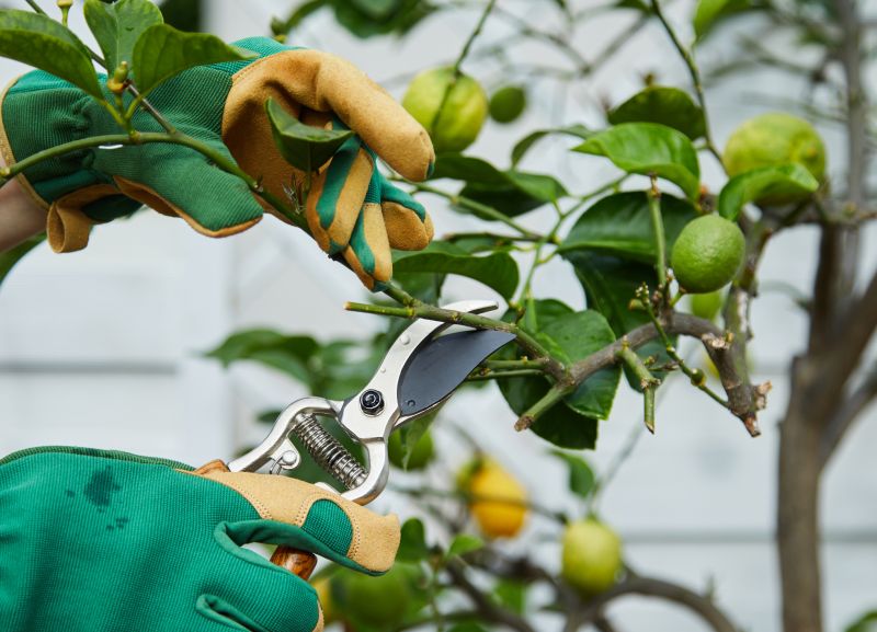 Peach Tree Pruning in San Jose, CA