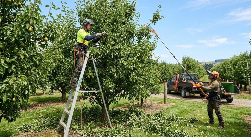 Pear Tree Pruning in Doylestown, PA