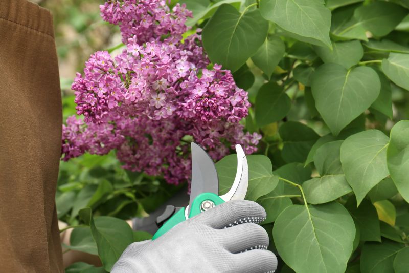 Rose Bush Pruning in Rockwall, TX