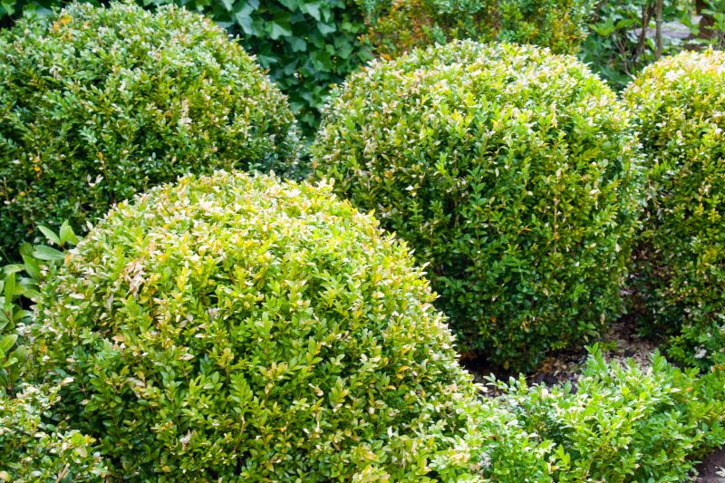 Lush Shrubs in a Backyard