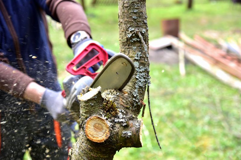 Tree Branch Cutting in San Jose, CA
