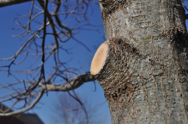 Tree Pruning in Pottstown, PA