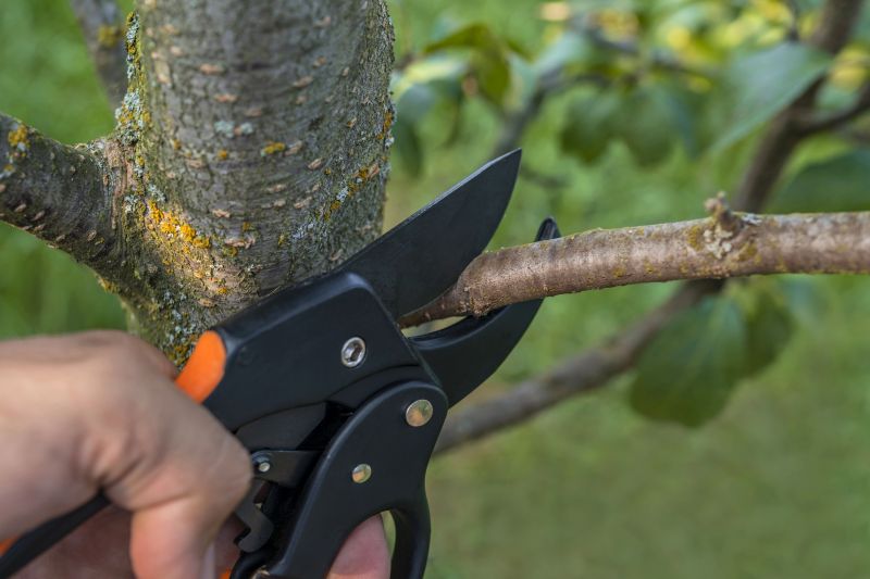 Tree Removal Service in Reno, NV