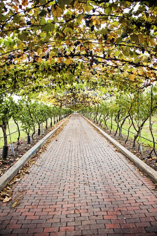 Canopy Management Strategies