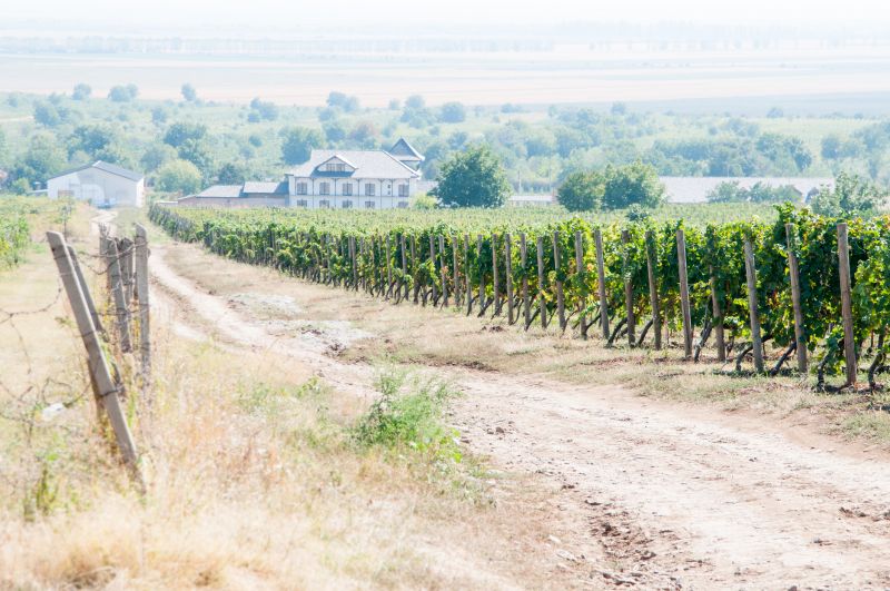 Vineyard Design Consultants