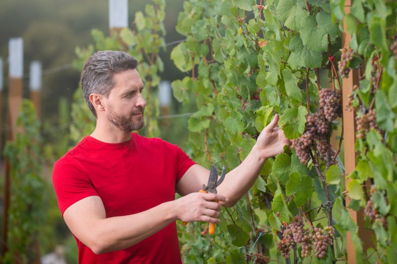 Vineyard Equipment Suppliers