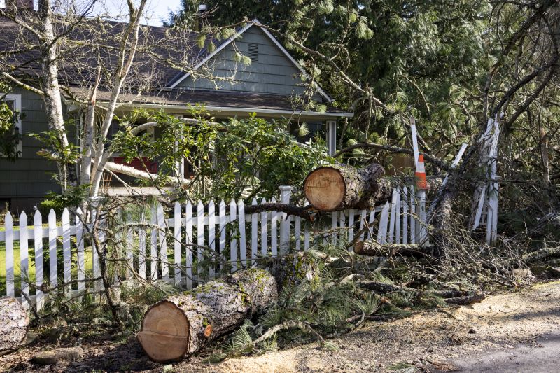 Willow Tree Removal in Allentown, PA